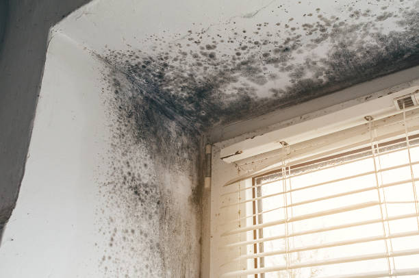 Affordable Mold Removal solutions in Brunswick, GA